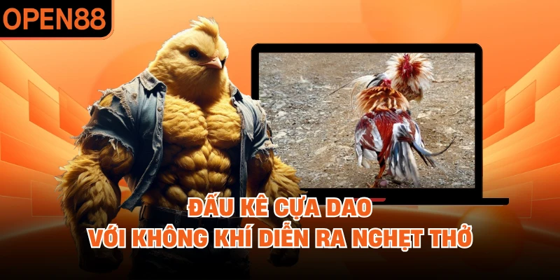 Đấu kê cựa dao với không khí diễn ra nghẹt thở