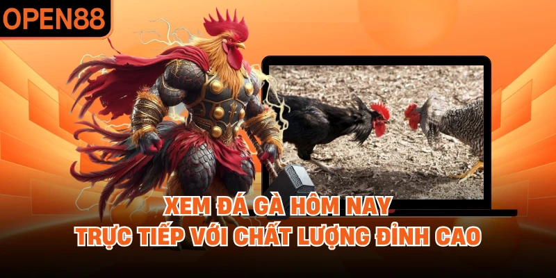 Xem Đá Gà Hôm Nay Trực Tiếp Với Chất Lượng Đỉnh Cao